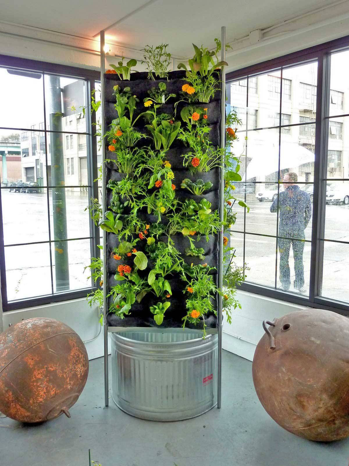 Best ideas about Vertical Vegetable Garden
. Save or Pin Aquaponic Vertical Ve able Garden – Plants Walls Now.