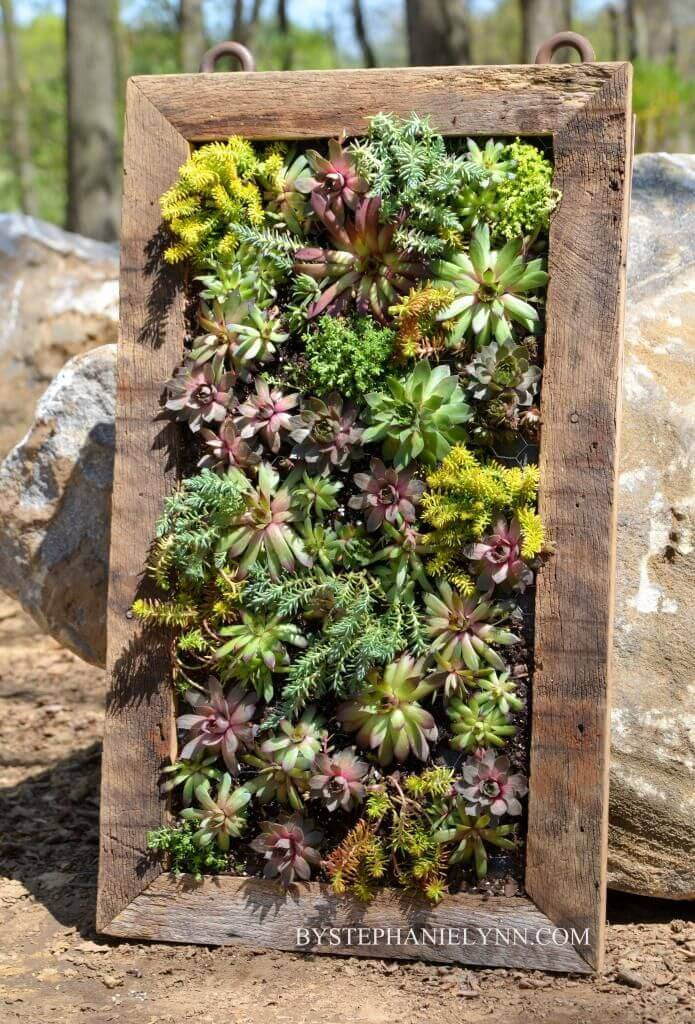Best ideas about Vertical Wall Planter
. Save or Pin 11 Amazing ways to display Succulents – Apartment Geeks Now.