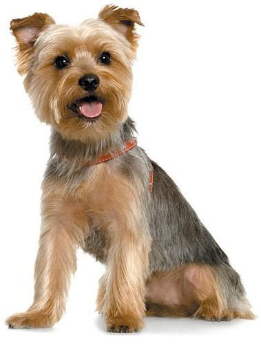 Best ideas about Yorkie Haircuts DIY
. Save or Pin Yorkie haircut Pup stuff Pinterest Now.