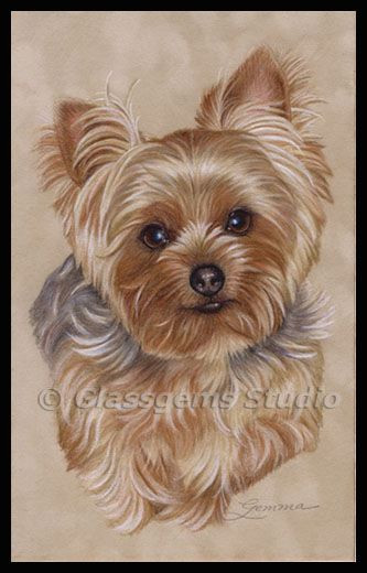 Best ideas about Yorkie Haircuts DIY
. Save or Pin 1000 ideas about Yorkshire Terrier Haircut on Pinterest Now.