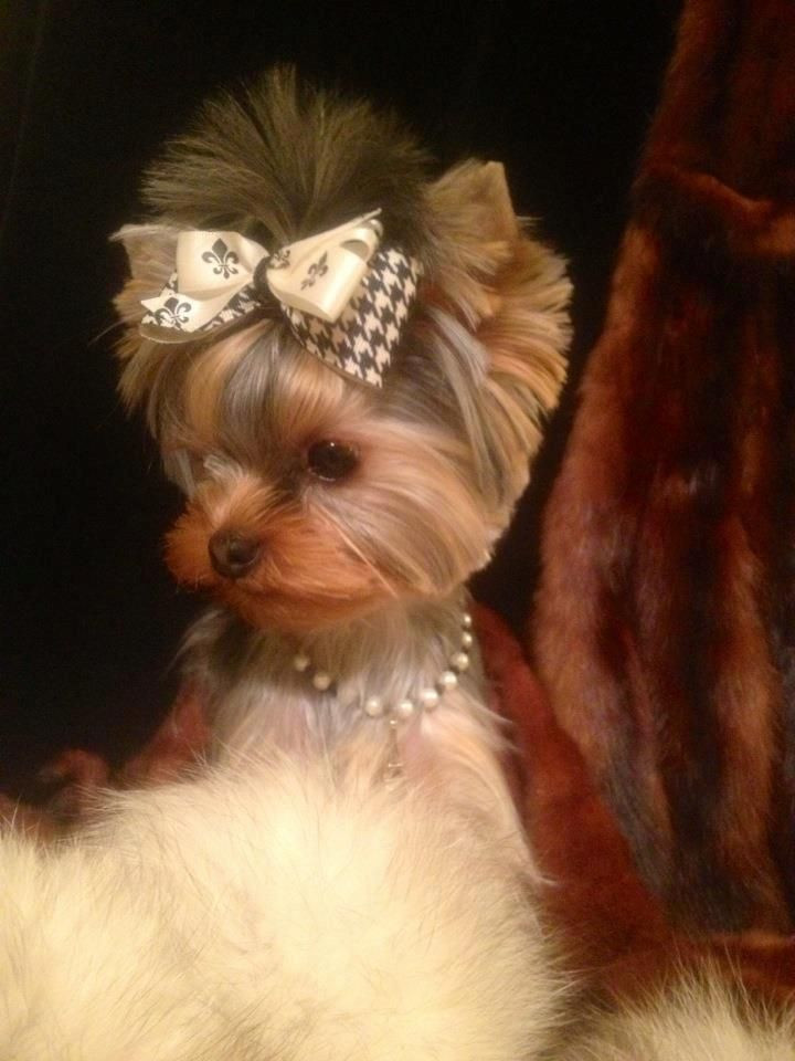 Best ideas about Yorkie Haircuts DIY
. Save or Pin A most beautiful picture of a Yorkie Now.