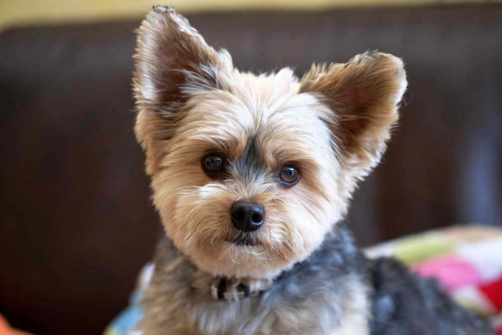 Best ideas about Yorkie Haircuts DIY
. Save or Pin DIY Yorkie Grooming Tips Now.