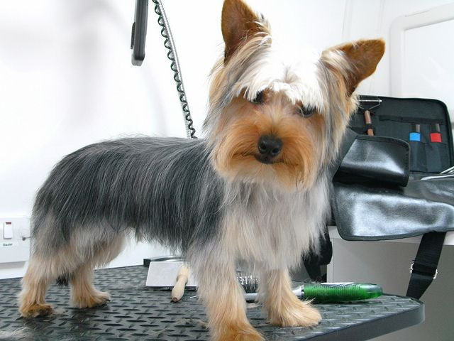 Best ideas about Yorkie Haircuts DIY
. Save or Pin How to Make a DIY Grooming Table for Your Dog I actually Now.