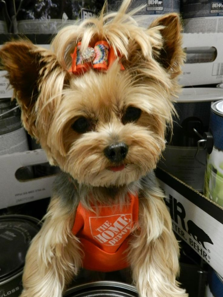 Best ideas about Yorkie Haircuts DIY
. Save or Pin Yorkie trying to figure you out Yorkies Now.