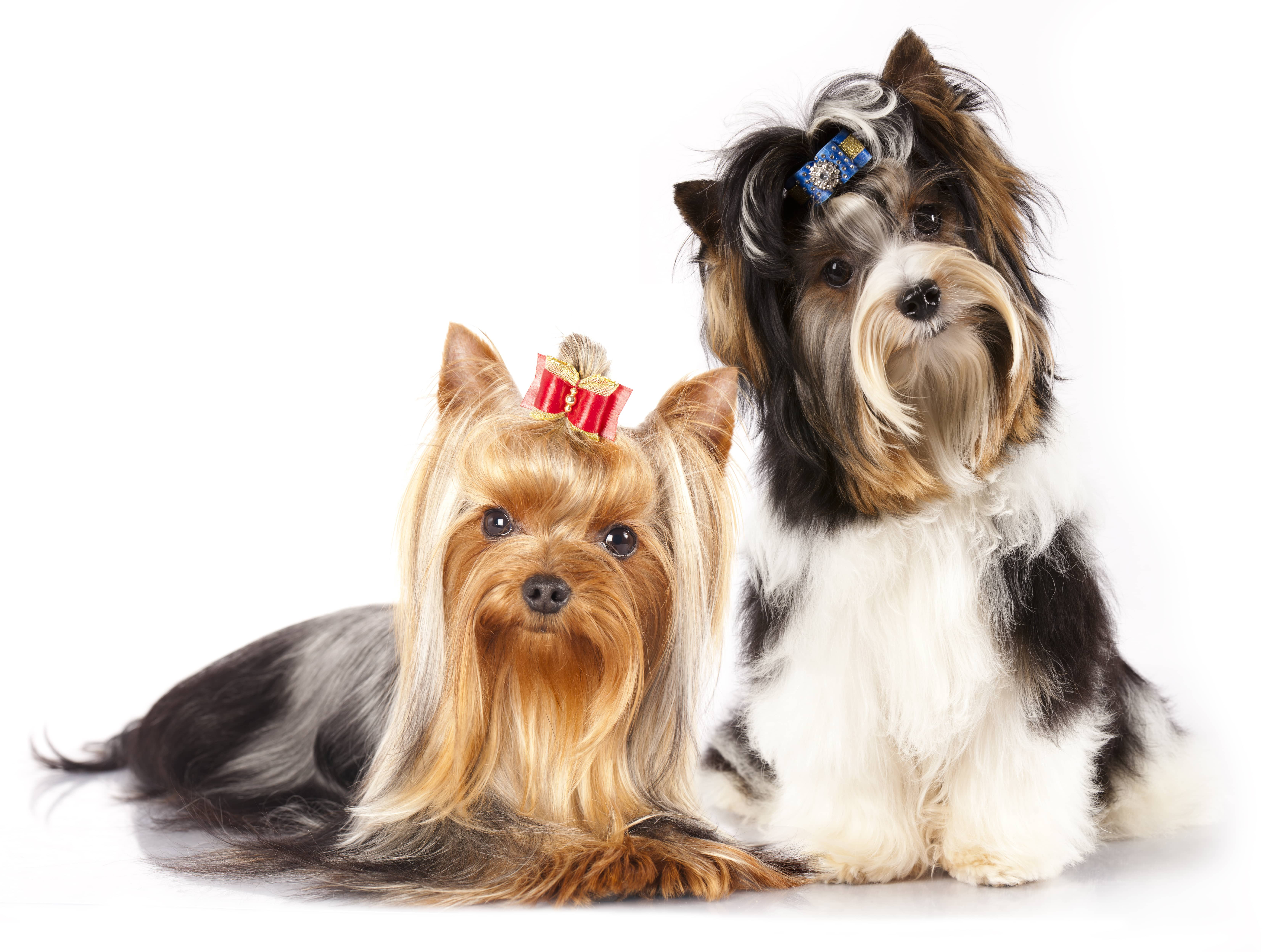 Best ideas about Yorkie Haircuts DIY
. Save or Pin Yorkshire Terrier grooming everything you need to know Now.