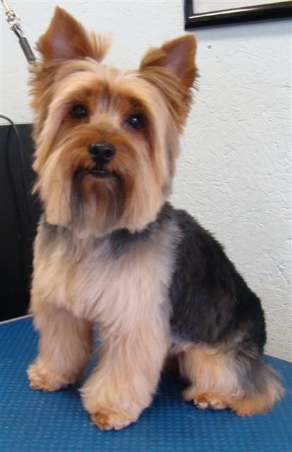 Best ideas about Yorkie Haircuts DIY
. Save or Pin Yorkies Haircuts Style Male Dogs Now.