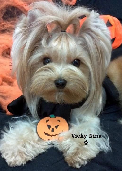 Best ideas about Yorkie Haircuts DIY
. Save or Pin Yorkshire terrier Yorkshire and Yorkie on Pinterest Now.