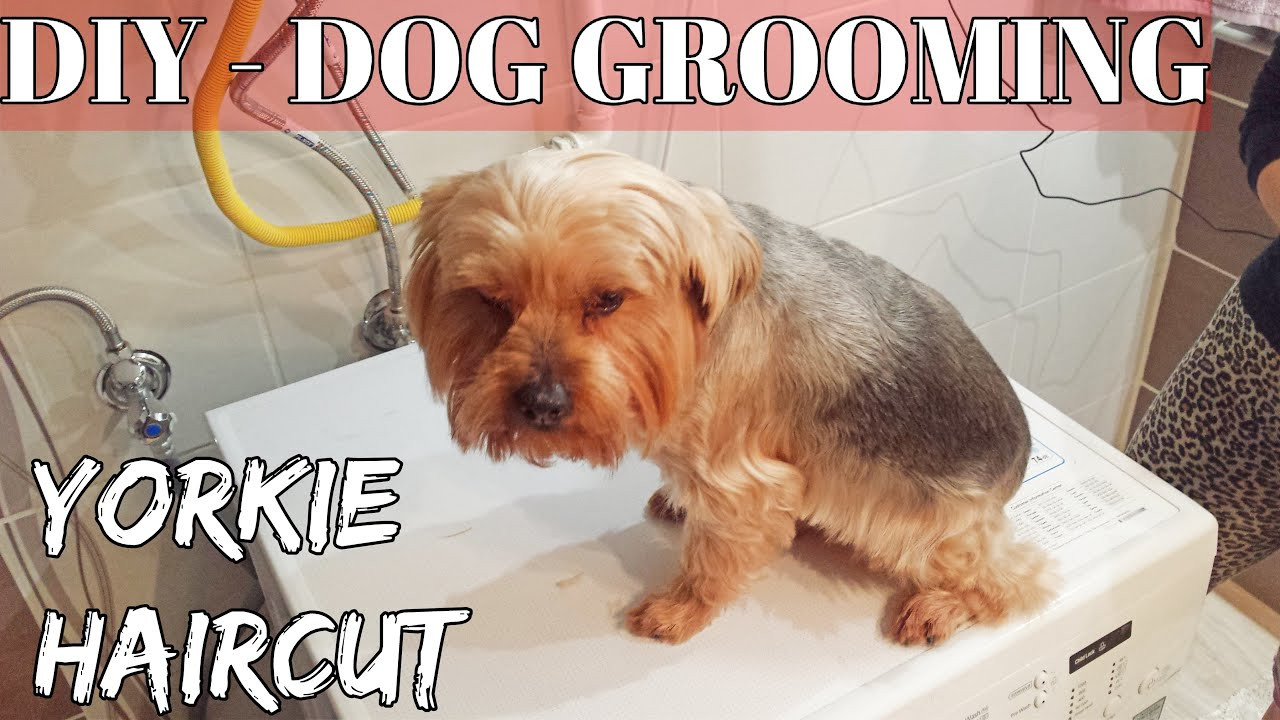 Best ideas about Yorkie Haircuts DIY
. Save or Pin DIY How to Groom A Yorkshire Terrier "Yorkie" puppy Dog Now.