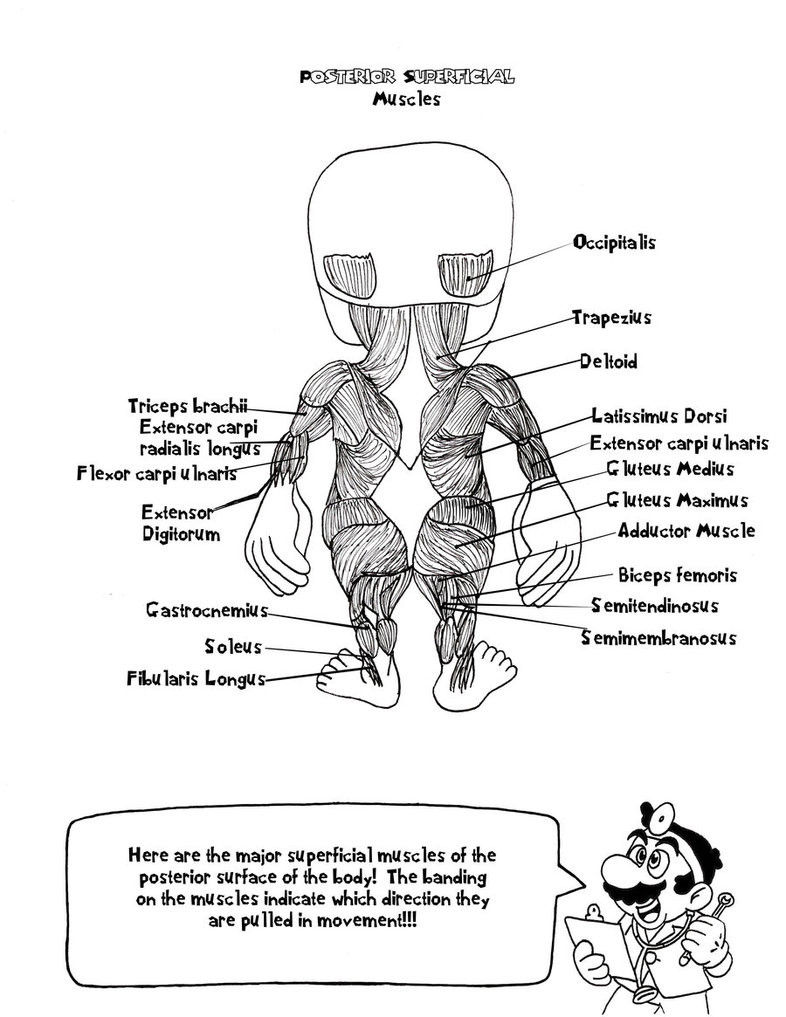 Best ideas about Anatomy Coloring Book Free
. Save or Pin Doctor Mario s Anatomy Coloring Book Page 7 by Now.