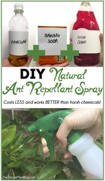 Best ideas about Ant Repellent DIY
. Save or Pin 1000 ideas about Ant Killer Recipe on Pinterest Now.