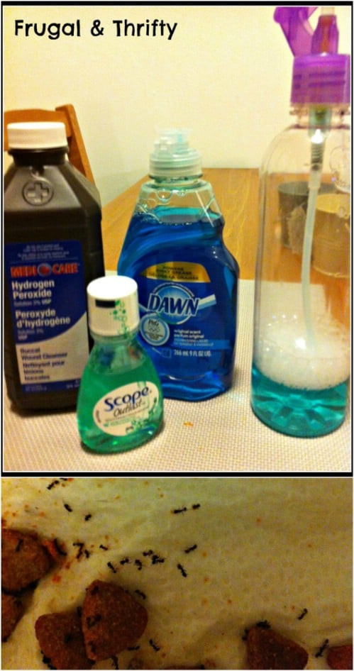 Best ideas about Ant Repellent DIY
. Save or Pin 30 Frugal Uses For Dawn Dish Soap That Will Simplify Your Now.