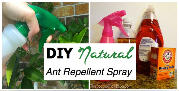 Best ideas about Ant Repellent DIY
. Save or Pin DIY Natural Ant Repellent Spray The Soccer Mom Blog Now.