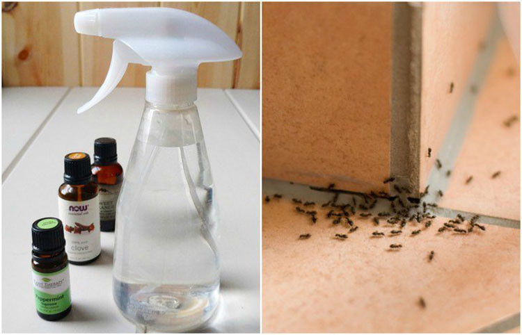 Best ideas about Ant Repellent DIY
. Save or Pin Homemade Ant Repellent Spray Get Rid of Ants ce and Now.