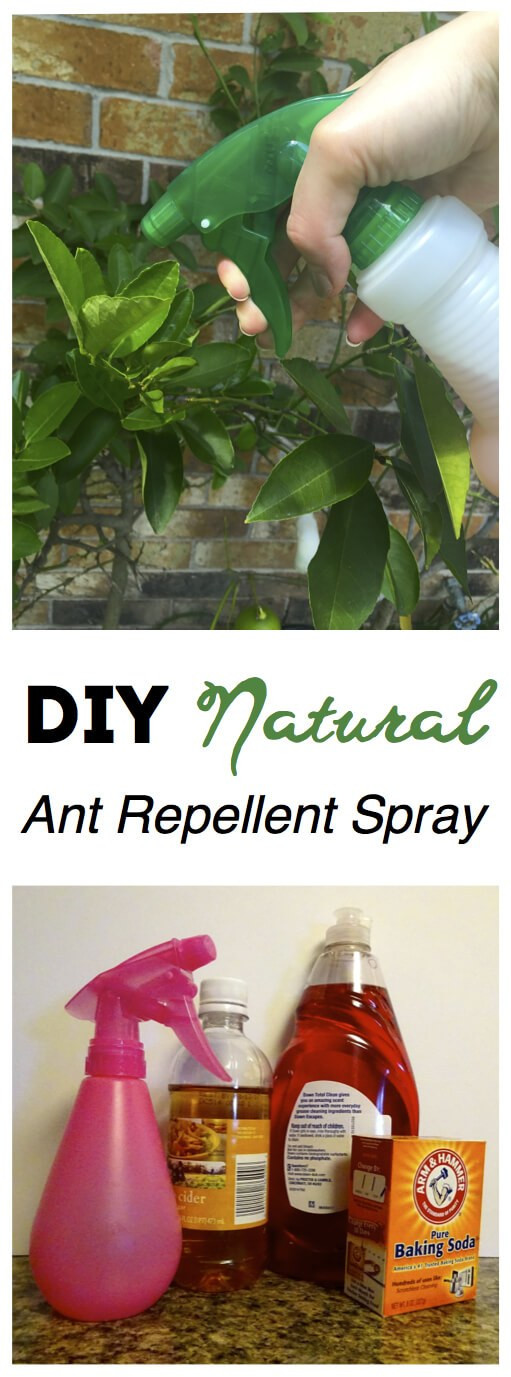 Best ideas about Ant Repellent DIY
. Save or Pin DIY Natural Ant Repellent Spray The Soccer Mom Blog Now.