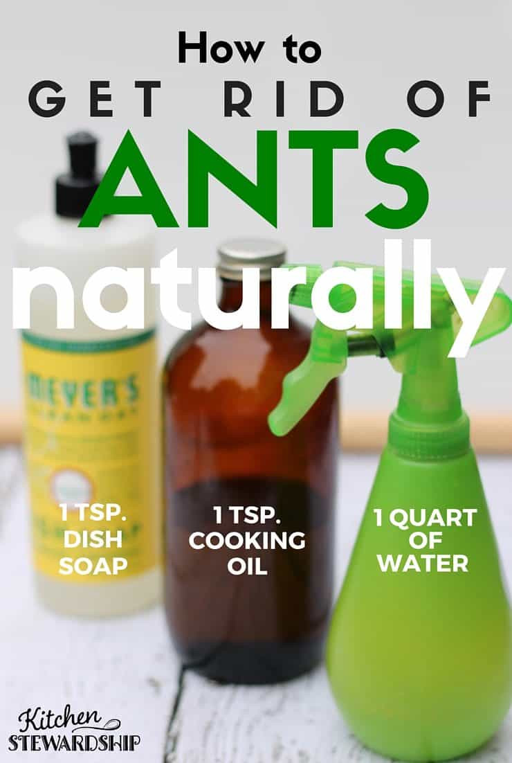 Best ideas about Ant Repellent DIY
. Save or Pin How to Naturally Get Rid of Ants in your House Safe DIY Now.