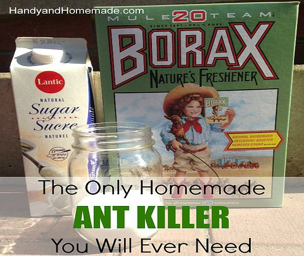 Best ideas about Ant Repellent DIY
. Save or Pin DIY Ant Killer Now.