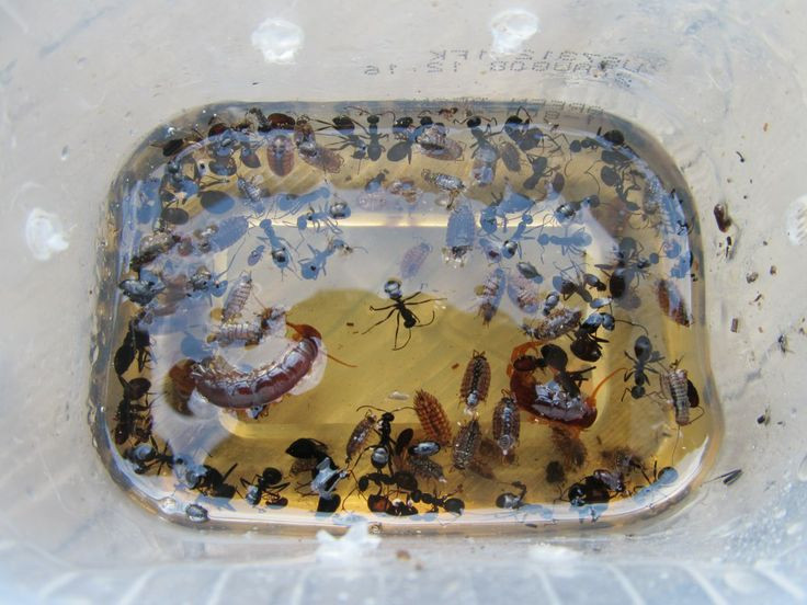 Best ideas about Ant Traps DIY
. Save or Pin Best 25 Homemade Ant Killer ideas on Pinterest Now.