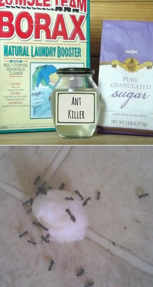 Best ideas about Ant Traps DIY
. Save or Pin DIY Ant Killer Alternative Energy and Gardning Now.