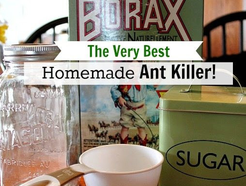 Best ideas about Ant Traps DIY
. Save or Pin The Very Best Homemade DIY Ant Killer The Creek Line House Now.