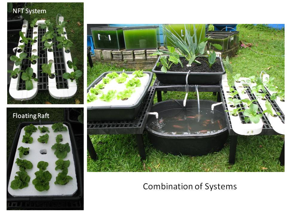 Best ideas about Aquaponic DIY Plans
. Save or Pin Aquaponics Diy Systems Now.