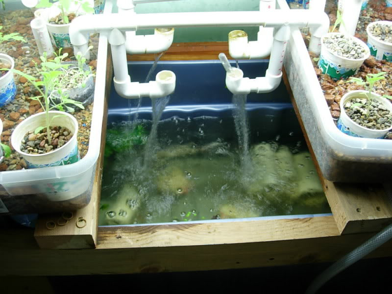 Best ideas about Aquaponics Fish Tank DIY
. Save or Pin Diy Aquaponics Fish Tank Now.