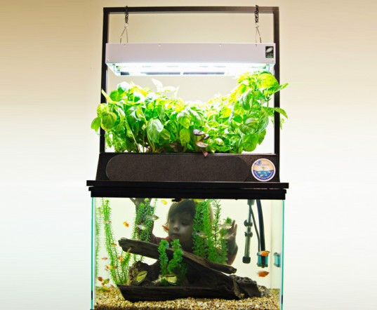 Best ideas about Aquaponics Fish Tank DIY
. Save or Pin Diy Aquaponics Fish Tank Now.