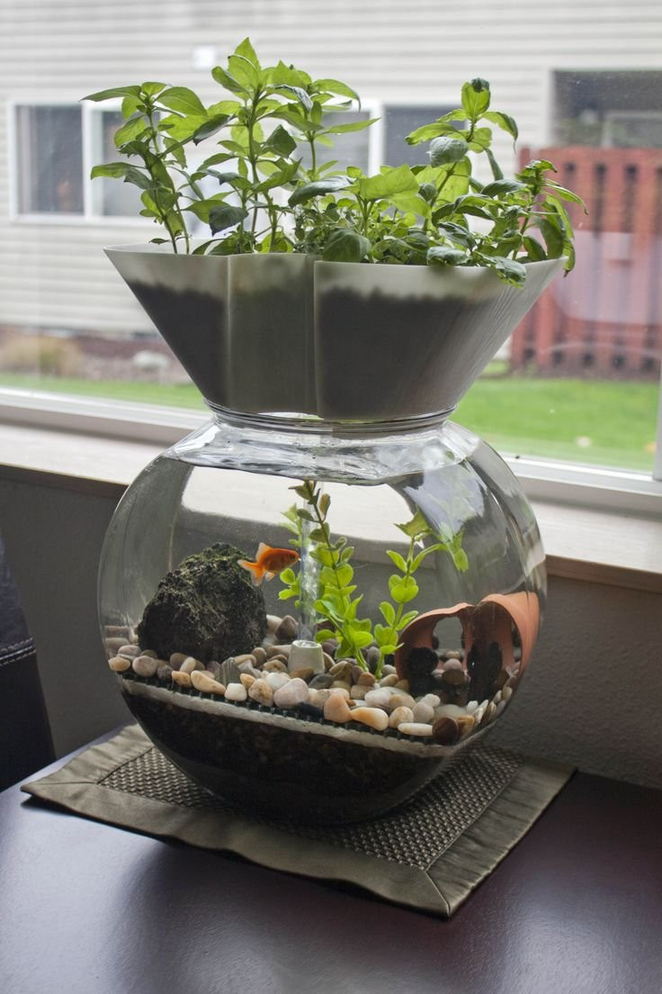 Best ideas about Aquaponics Fish Tank DIY
. Save or Pin Aquaponics systems for indoor gardening small garden ideas Now.