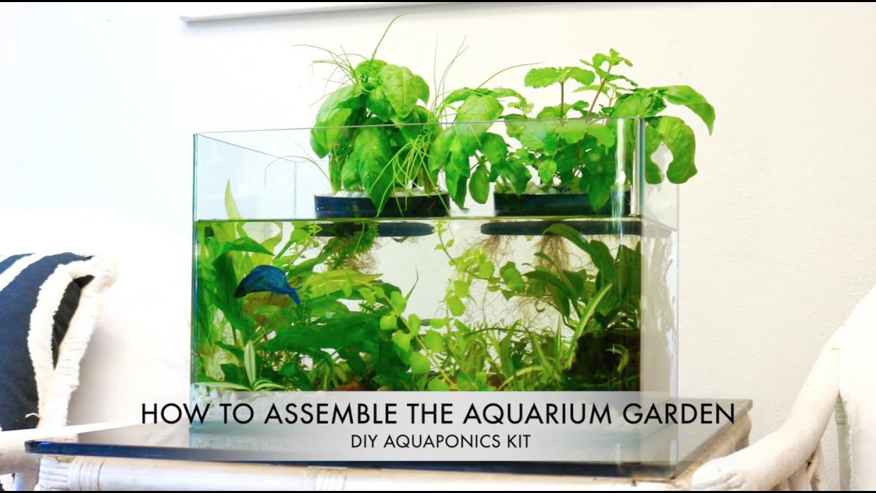 Best ideas about Aquaponics Fish Tank DIY
. Save or Pin The Aquarium Garden DIY Aquaponics Kit Now.