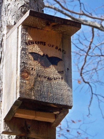 Best ideas about Bat House DIY
. Save or Pin Bat House Plans – Tips For Building A Bat House And Now.