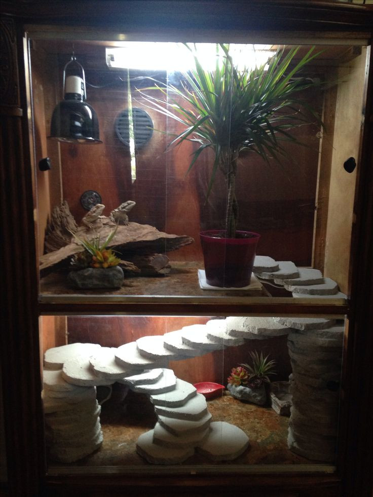 Best ideas about Bearded Dragon Enclosure DIY
. Save or Pin Best 25 Bearded dragon cage ideas on Pinterest Now.