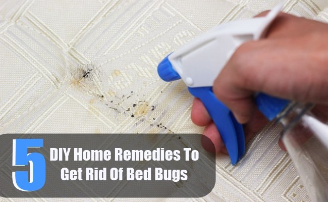 Best ideas about Bed Bug DIY
. Save or Pin 5 DIY Home Reme s To Get Rid Bed Bugs Now.