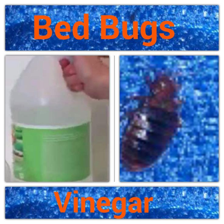 Best ideas about Bed Bug DIY
. Save or Pin DIY Vinegar Bed Bug Killer Now.