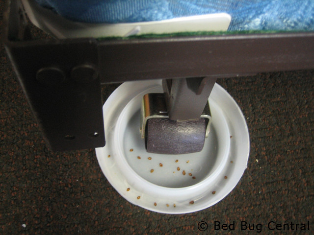 Best ideas about Bed Bug Interceptor DIY
. Save or Pin Do Bed Bugs Live In Couches Now.