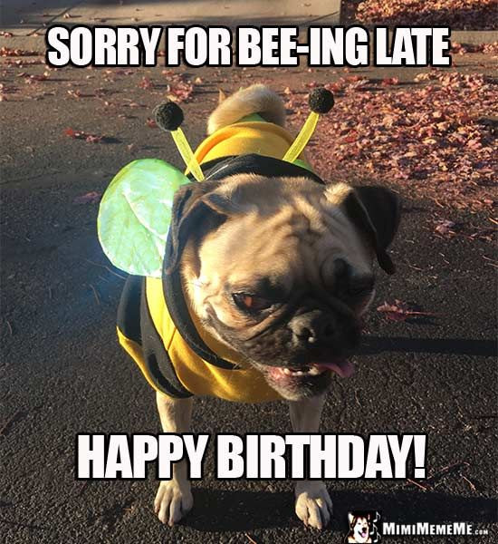 Best ideas about Belated Birthday Meme Funny
. Save or Pin Pug in Bee Costume Sorry for bee ing late Happy Birthday Now.