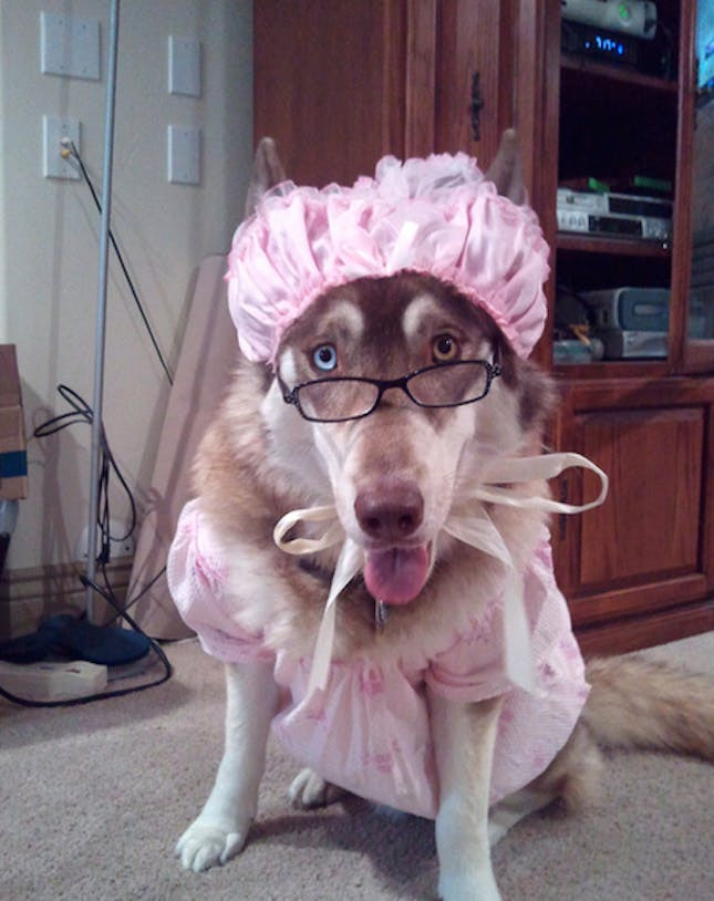 Best ideas about Big Bad Wolf Costume DIY
. Save or Pin 22 Funny Dog Costumes for Halloween Now.