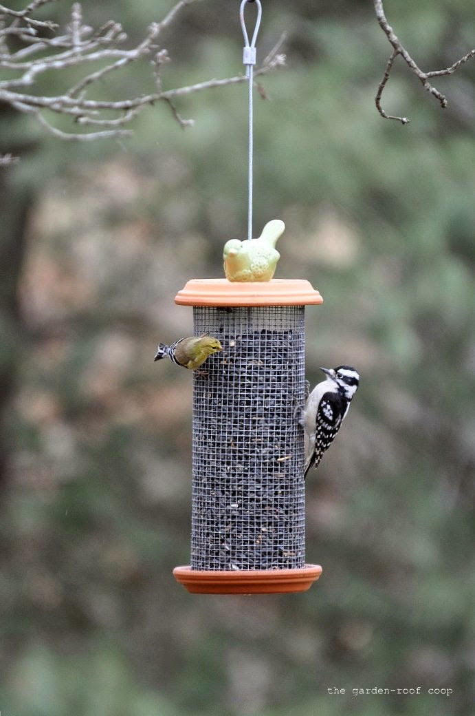 Best ideas about Bird Feeder DIY
. Save or Pin Rebecca s Bird Gardens Blog DIY Sunflower Tower Bird Feeder Now.