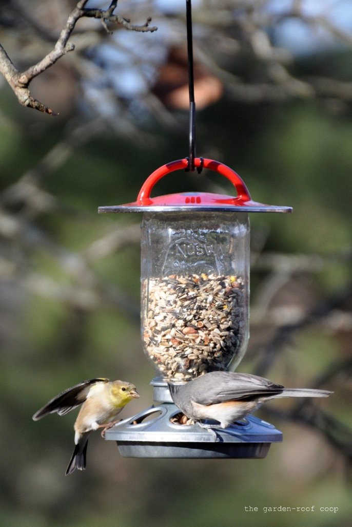 Best ideas about Bird Feeder DIY
. Save or Pin the garden roof coop DIY Chick Feeder Bird Feeders Now.