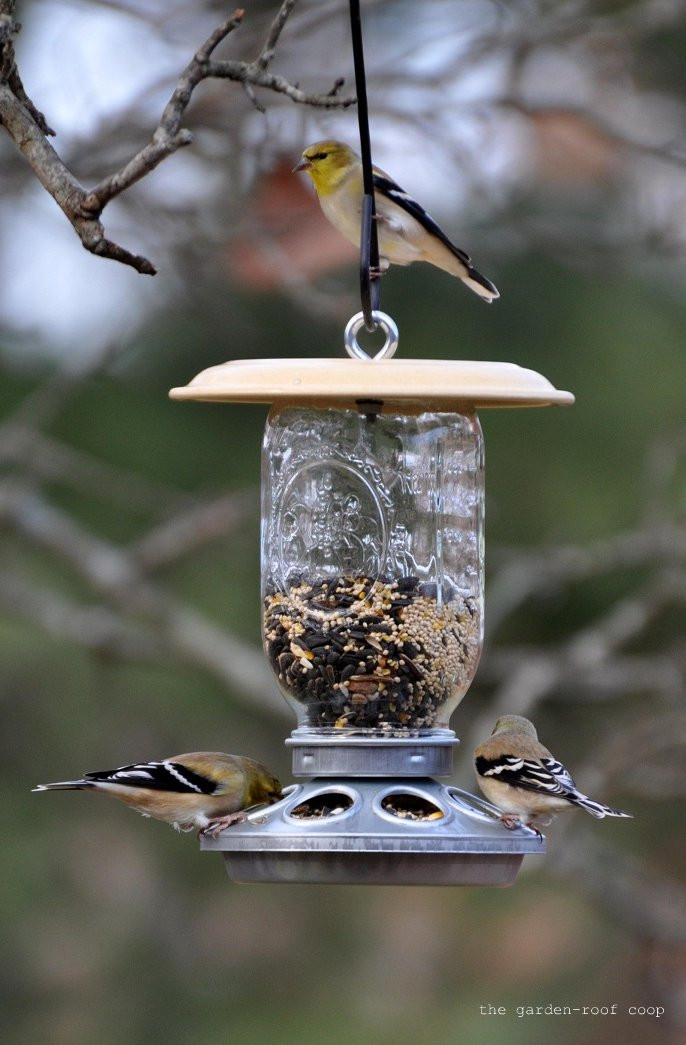 Best ideas about Bird Feeder DIY
. Save or Pin the garden roof coop DIY Chick Feeder Bird Feeders Now.