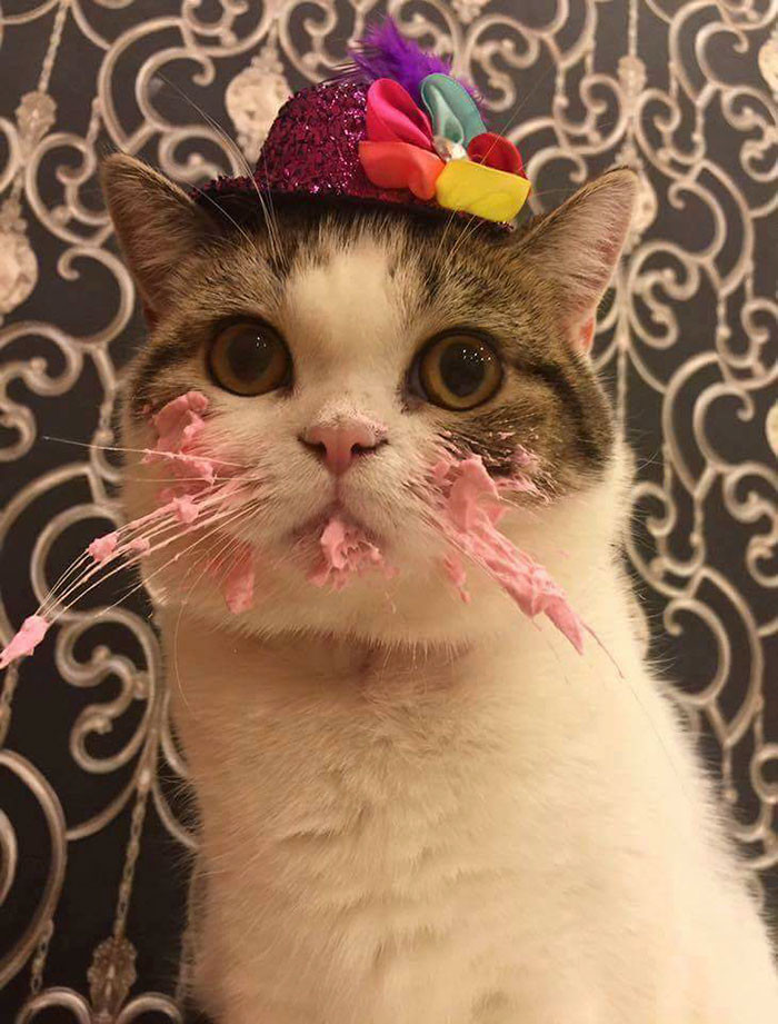 Best ideas about Birthday Cake For Cats
. Save or Pin This Cat Eating A Cake His Birthday Is Hilariously Now.