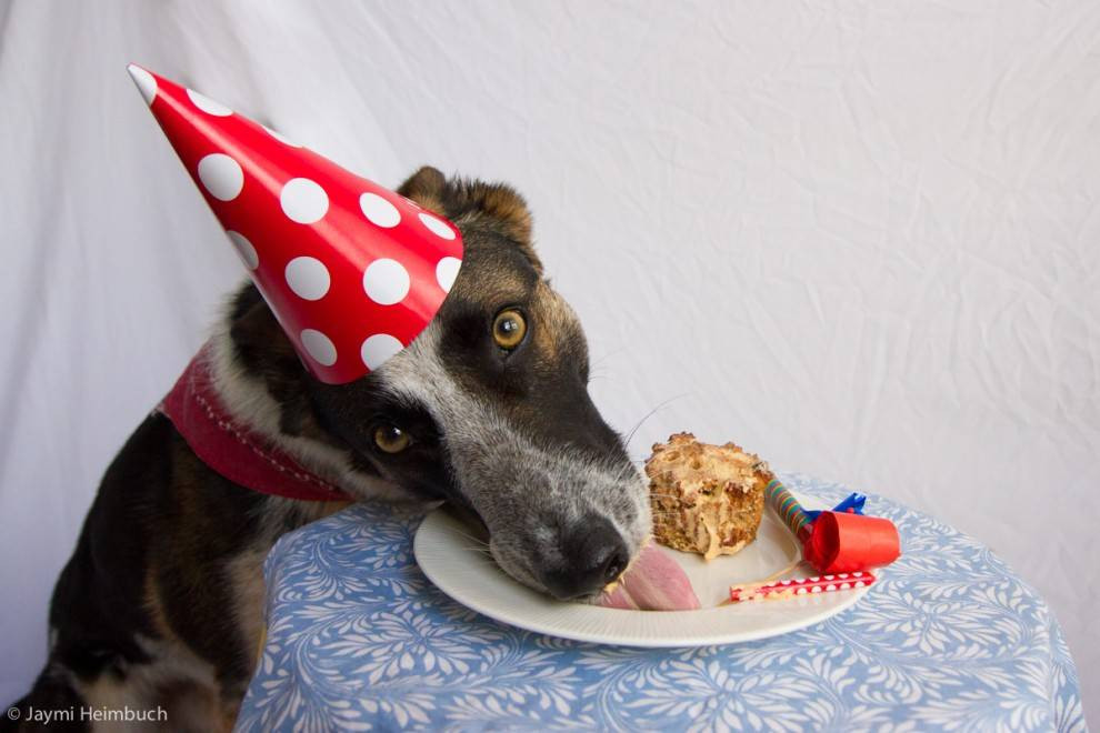 Best ideas about Birthday Cake For Dogs
. Save or Pin How to make a dog birthday cake Now.
