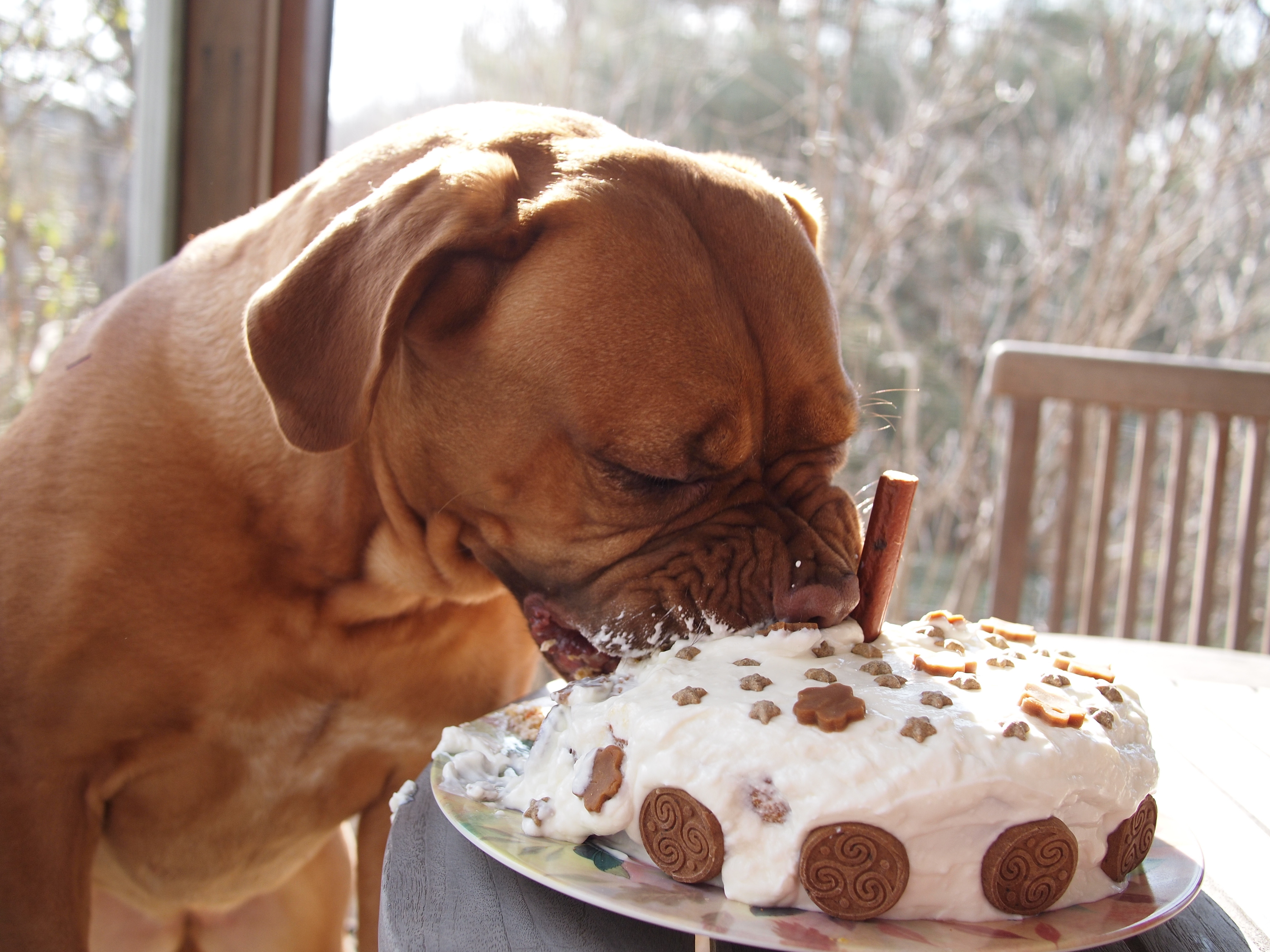 Best ideas about Birthday Cake For Dogs
. Save or Pin dog birthday cake Now.
