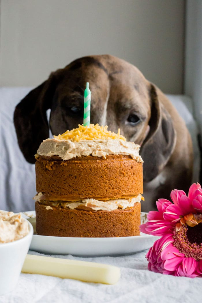 Best ideas about Birthday Cake For Dogs
. Save or Pin Mini Dog Birthday Cake Now.