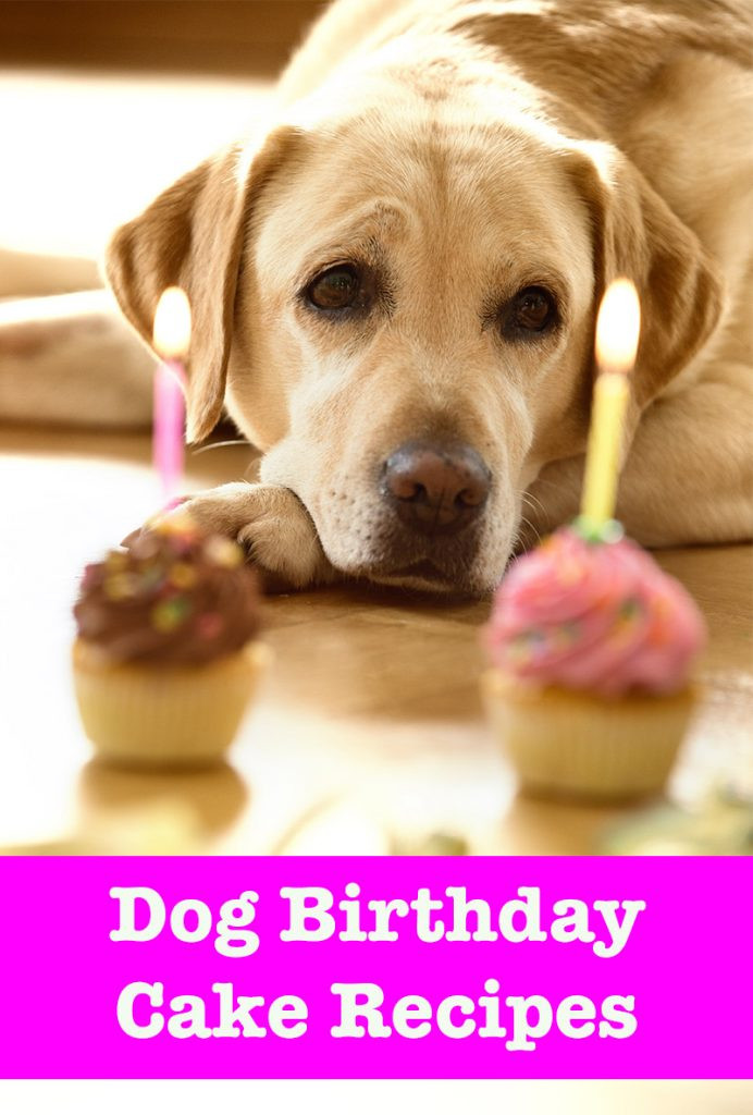 Best ideas about Birthday Cake For Dogs
. Save or Pin Dog Birthday Cake Recipes From Easy To Fancy Bakes Now.