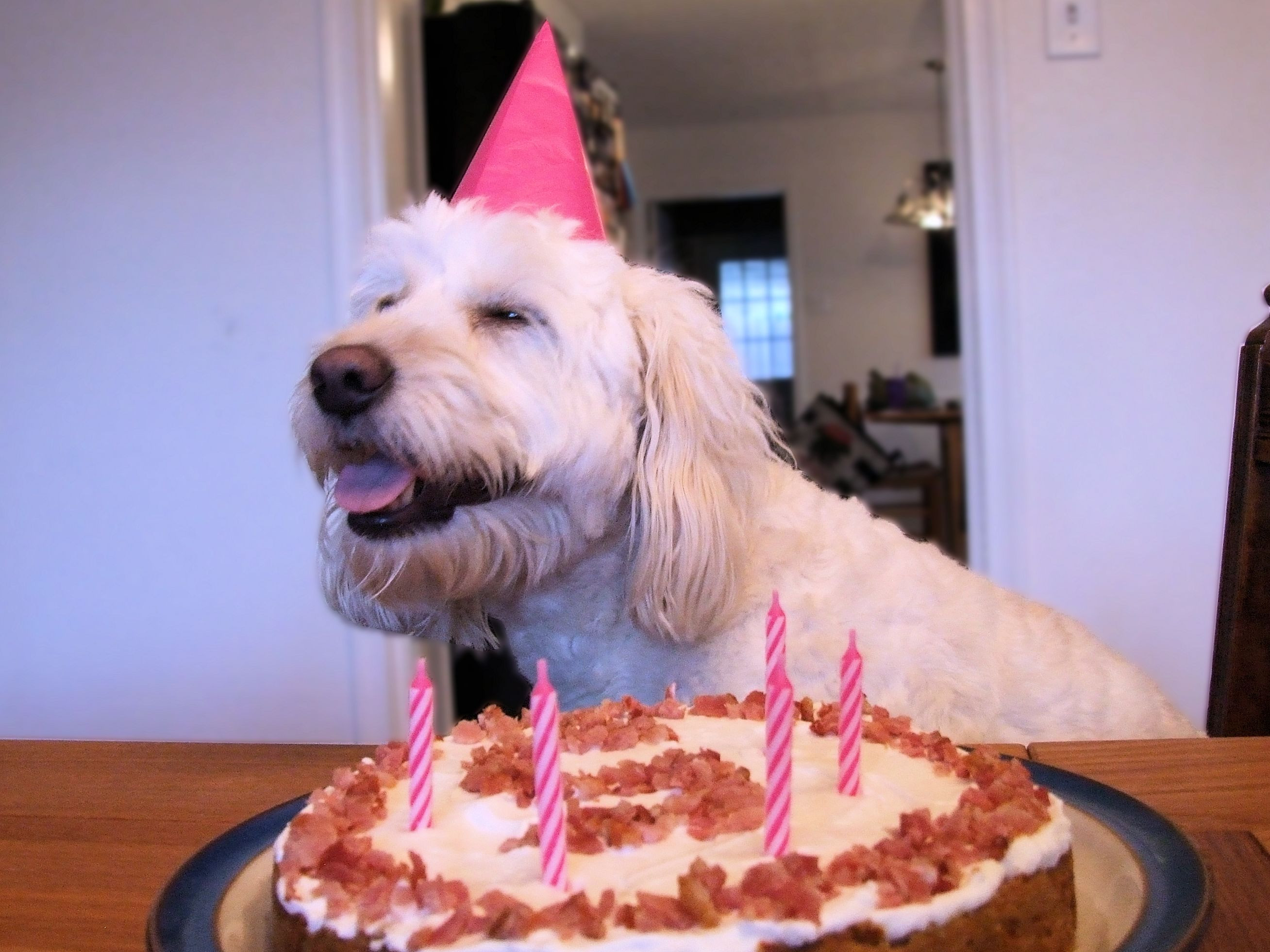 Best ideas about Birthday Cake For Dogs
. Save or Pin Birthday Dogs Now.