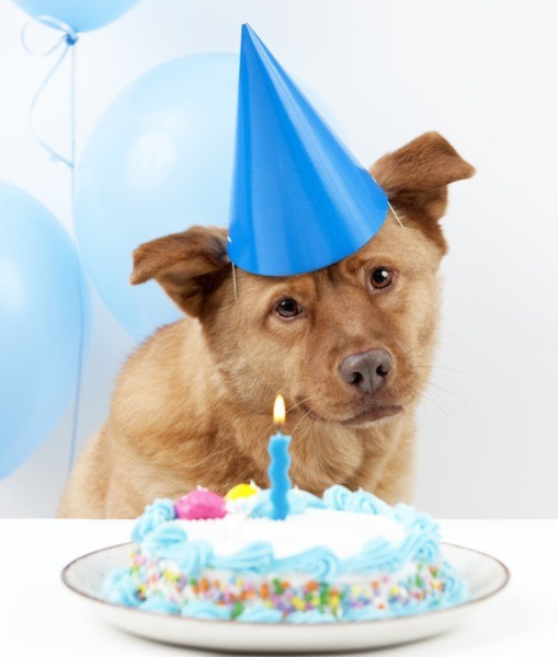 Best ideas about Birthday Cake For Dogs
. Save or Pin The Ultimate Guide to Dog Birthday Cake Recipes Now.