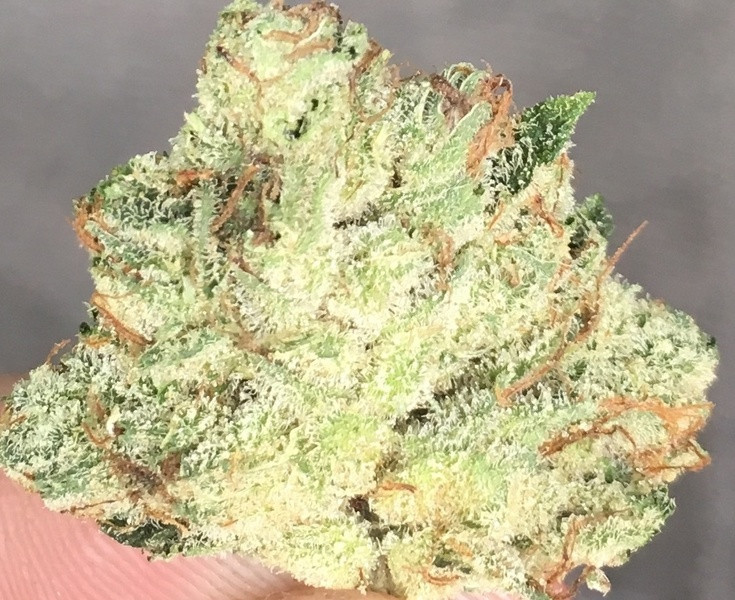 Best ideas about Birthday Cake Kush
. Save or Pin Birthday Cake Kush Marijuana Strain Reviews Now.