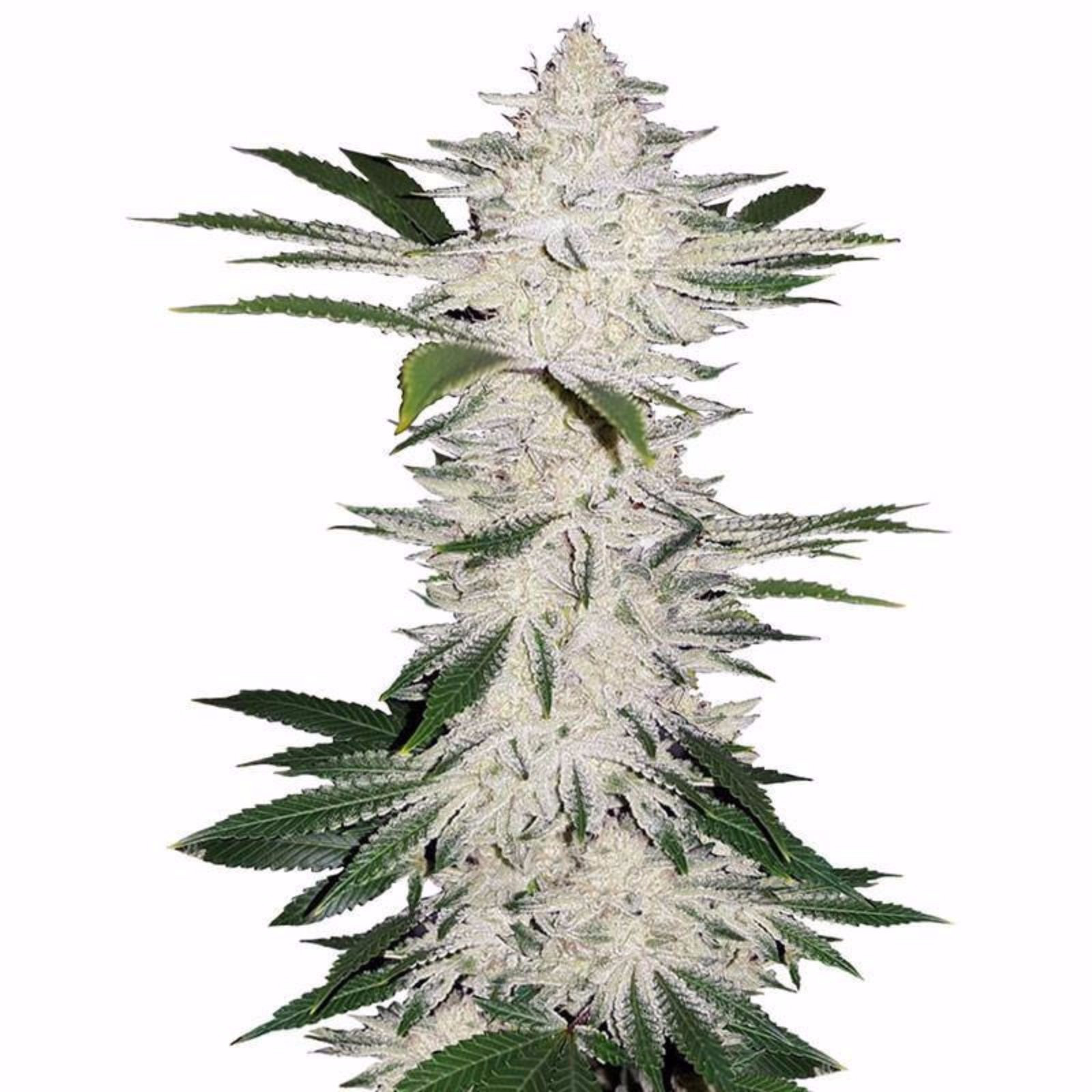Best ideas about Birthday Cake Leafly
. Save or Pin Chemdawg Seeds by Seed King Information & Reviews Leafly Now.
