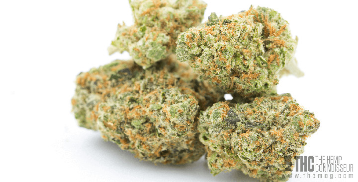 Best ideas about Birthday Cake Strain
. Save or Pin Featured Strain Birthday Cake from Higher Grade Hemp Now.