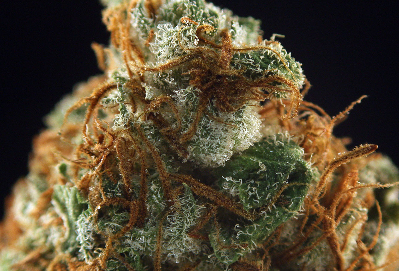 Best ideas about Birthday Cake Strain
. Save or Pin The Cake Marijuana Strain Review Now.