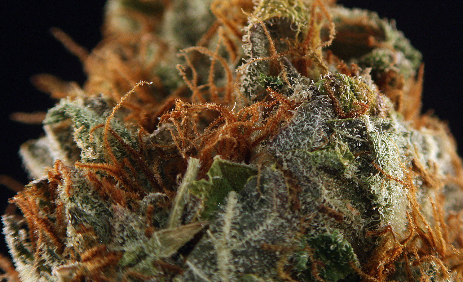 Best ideas about Birthday Cake Strain
. Save or Pin The Cake Marijuana Strain Review Now.